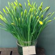 Daffodil Vase